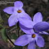 Thumbnail #4 of Phlox stolonifera by Weerobin