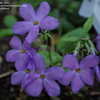 Thumbnail #5 of Phlox stolonifera by Gabrielle