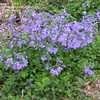 Thumbnail #3 of Phlox stolonifera by kudrick