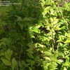 Thumbnail #2 of Sarcococca hookeriana var. humilis by MikosGirl