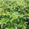 Thumbnail #5 of Sarcococca hookeriana var. humilis by bonehead