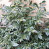 Thumbnail #4 of Sarcococca hookeriana var. humilis by purplesun