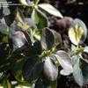 Thumbnail #2 of Euonymus fortunei by flowerfrenzy