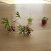 Thumbnail #4 of Duchesnea chrysantha by cuspie