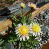 Thumbnail #3 of Taraxacum pseudoroseum by altagardener