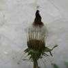 Thumbnail #2 of Taraxacum pseudoroseum by bonitin