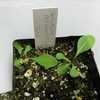 Thumbnail #4 of Taraxacum pseudoroseum by altagardener