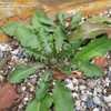 Thumbnail #5 of Taraxacum pseudoroseum by altagardener