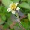 Thumbnail #1 of Tridax procumbens by Floridian