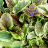 Thumbnail #2 of Ajuga reptans by begoniacrazii