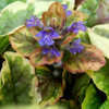 Thumbnail #3 of Ajuga reptans by begoniacrazii