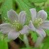 Thumbnail #1 of Geranium carolinianum by htop