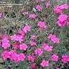 Thumbnail #2 of Dianthus deltoides by langbr