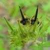 Thumbnail #4 of Geranium carolinianum by Floridian