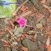 Thumbnail #1 of Dianthus deltoides by carolann