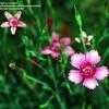 Thumbnail #3 of Dianthus deltoides by carolann