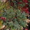 Thumbnail #3 of Selaginella erythropus by mgarr