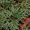 Thumbnail #5 of Selaginella erythropus by DaylilySLP
