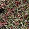 Thumbnail #3 of Shepherdia argentea by trilian15