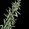 Thumbnail #4 of Shepherdia argentea by growin