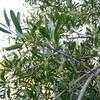 Thumbnail #2 of Shepherdia argentea by ScottSLC