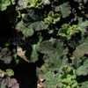 Thumbnail #5 of Rubus pentalobus by DaylilySLP