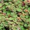 Thumbnail #3 of Rubus pentalobus by AmolB
