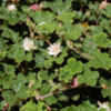 Thumbnail #4 of Rubus pentalobus by growin