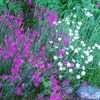 Thumbnail #2 of Dianthus deltoides by poppysue