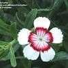 Thumbnail #5 of Dianthus deltoides by Kim_M