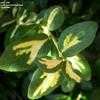 Thumbnail #2 of Euonymus fortunei by bigcityal