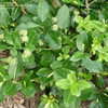 Thumbnail #3 of Euonymus fortunei by tsokotuha