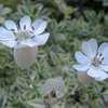 Thumbnail #4 of Silene uniflora by DaveH