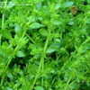 Thumbnail #2 of Herniaria glabra by plantaholic186