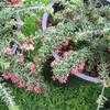 Thumbnail #4 of Grevillea lanigera by palmbob