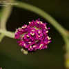 Thumbnail #3 of Boerhavia diffusa by jasonp1