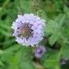 Thumbnail #1 of Verbena rigida by ladyannne