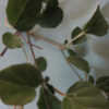 Thumbnail #2 of Boerhavia diffusa by dushyantdhari