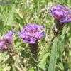 Thumbnail #4 of Verbena rigida by Xenomorf