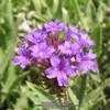 Thumbnail #5 of Verbena rigida by Xenomorf