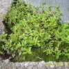 Thumbnail #4 of Thymus citriodorus by green76thumb