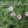 Thumbnail #4 of Geranium x oxonianum by EstelleMirage