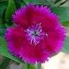 Thumbnail #1 of Dianthus barbatus by ladyannne