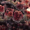 Thumbnail #4 of Mesembryanthemum crystallinum by kennedyh