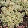 Thumbnail #2 of Sedum clavatum by palmbob