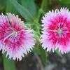 Thumbnail #2 of Dianthus barbatus by ladyannne