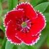Thumbnail #3 of Dianthus barbatus by ladyannne