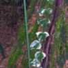 Thumbnail #5 of Hedera canariensis by mjolner88