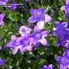 Thumbnail #2 of Campanula  by daryl