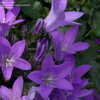 Thumbnail #4 of Campanula  by DaylilySLP